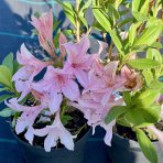 Azalka veľkokvetá (Azalea  Mollis) ´SOIR DE PARIS´ - výška 60-80 cm, kont. C3L 